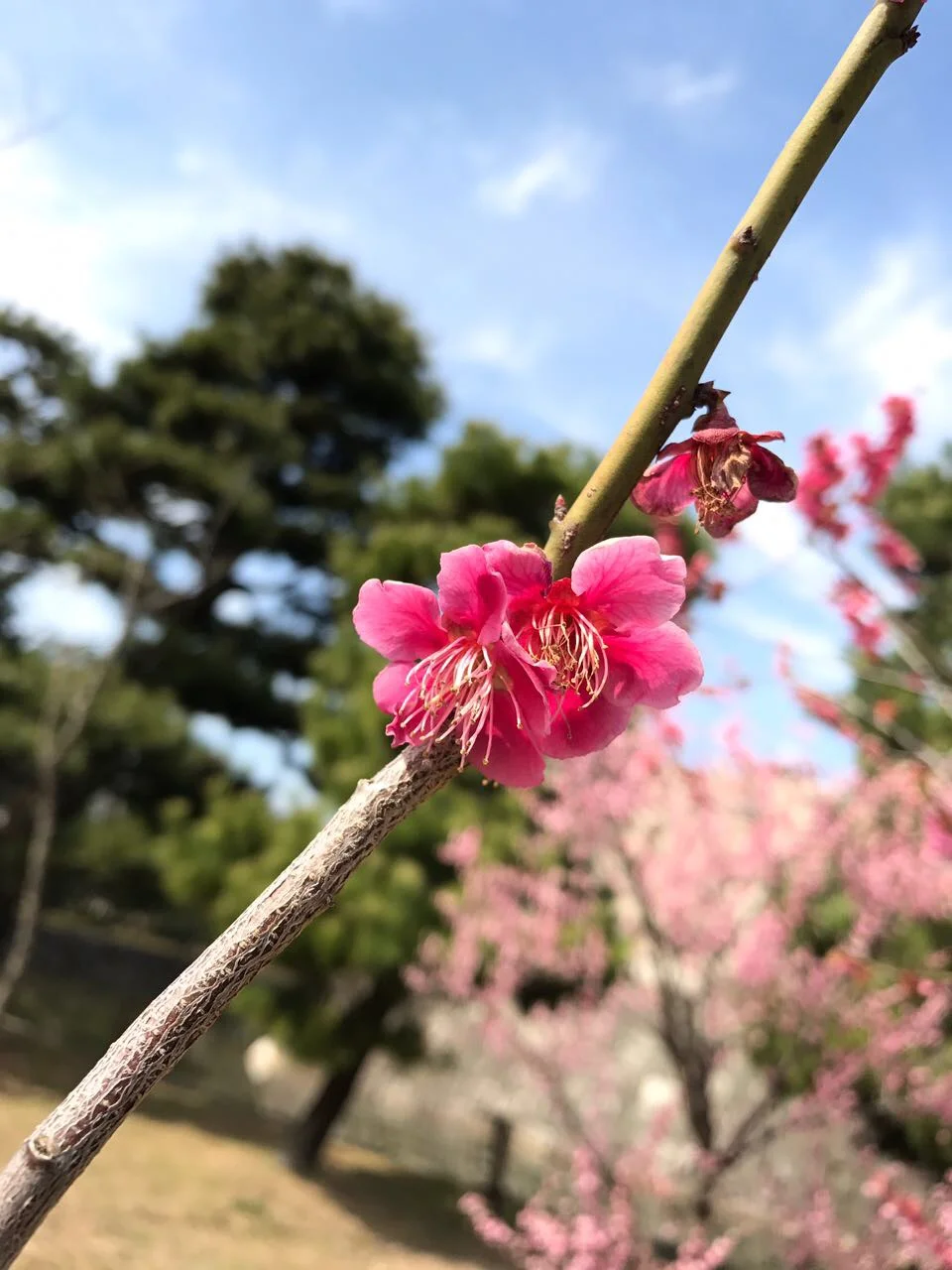 🌸 Япония – цветение сакуры, прямой полет, 16 дней с Машей Рубин