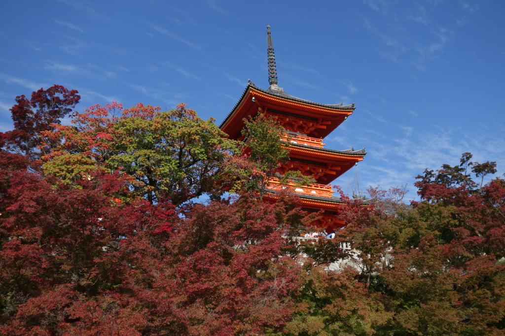 🍁 Япония – Красный клён и золотая осень 2024 с Мариной Аристовой