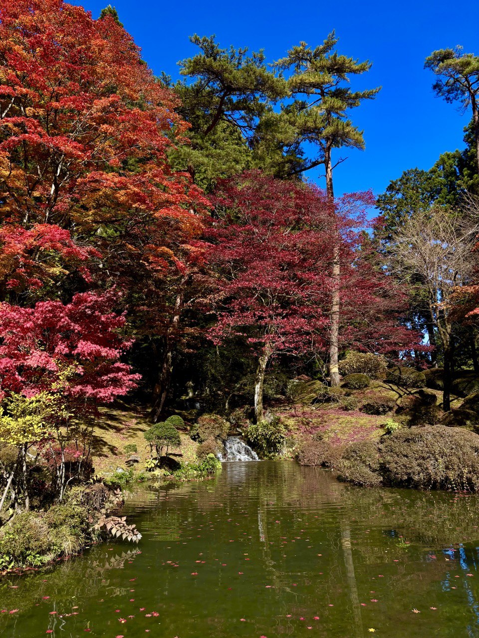 🍁 Краски осени в Японии с Мариной Аристовой, октябрь-ноябрь 2026