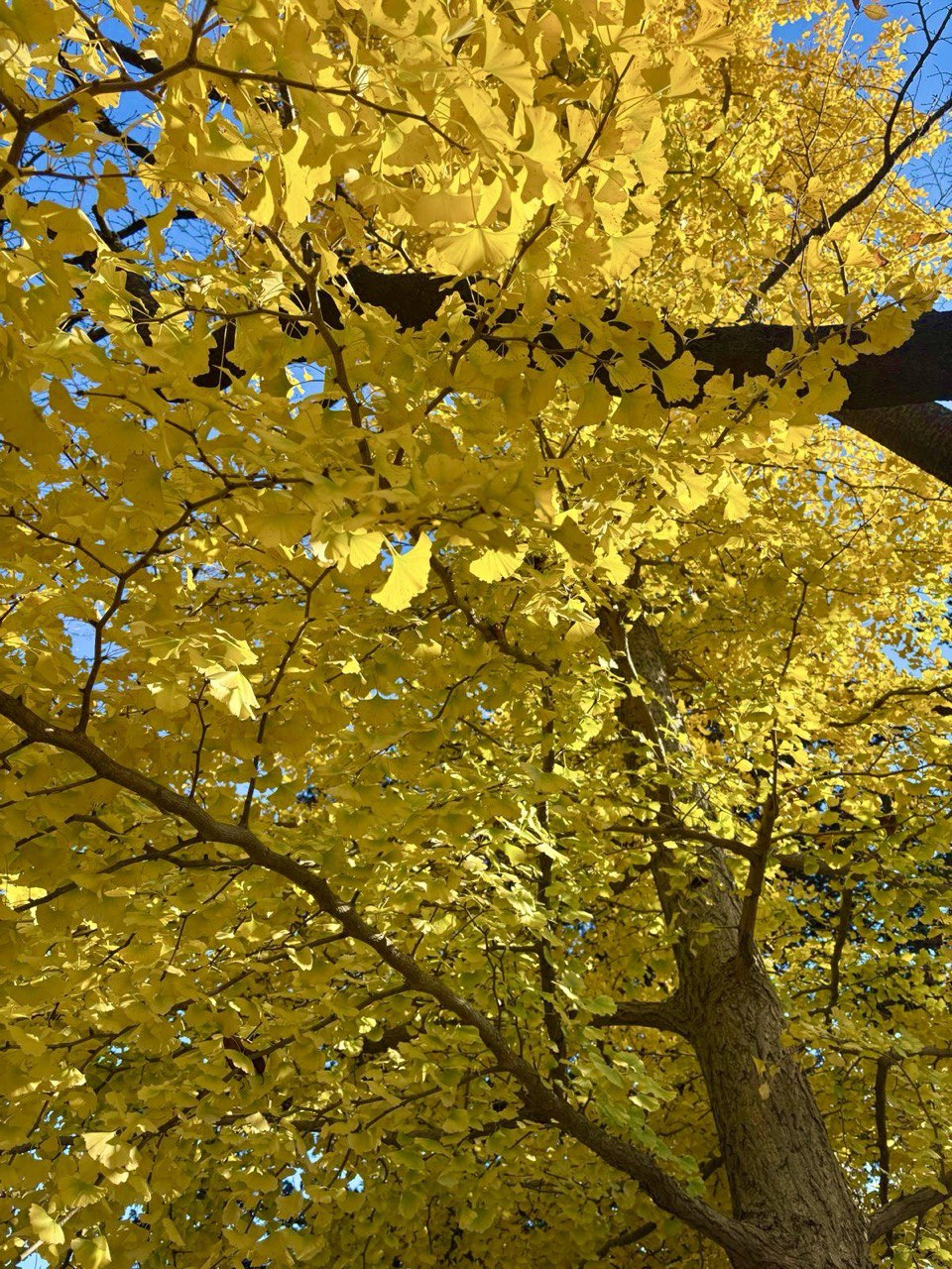 🍁 Осенняя Япония со Львом Шульманом, октябрь-ноябрь 2026, 18 дней